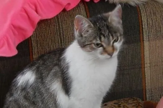 Dwie półroczne kotki, wysterylizowane, do adopcji 