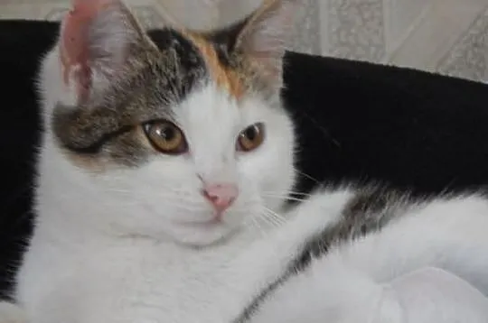 Dwie półroczne kotki, wysterylizowane, do adopcji 