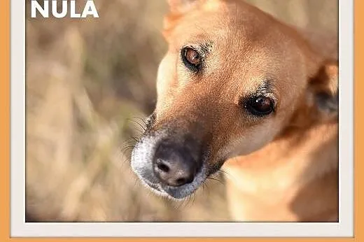 NULA-średnia,łagodna,,tulaśna,grzeczna suczka.ADOPCJA,  dolnośląskie Wrocław