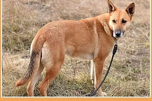 NULA-średnia,łagodna,,tulaśna,grzeczna suczka.ADOP