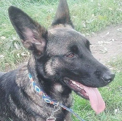 Rita – młodziak do adopcji, śląskie Sos