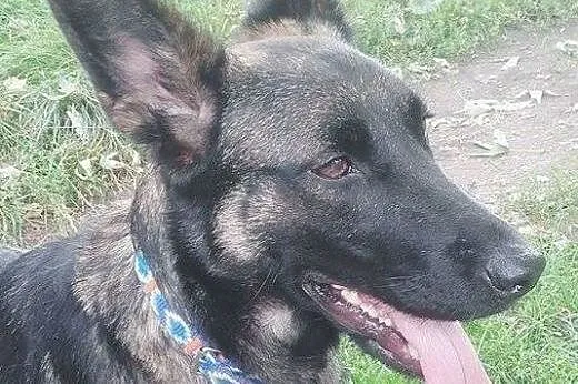 Rita &#8211; młodziak do adopcji,  śląskie Sos