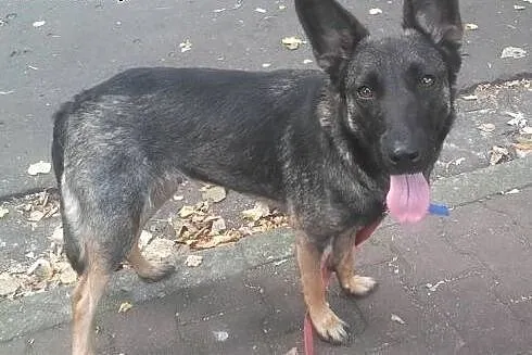 Rita &#8211; młodziak do adopcji,  śląskie Sos