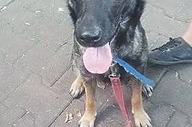 Rita &#8211; młodziak do adopcji,  śląskie Sos