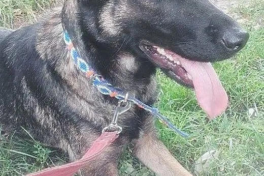 Rita &#8211; młodziak do adopcji,  śląskie Sos