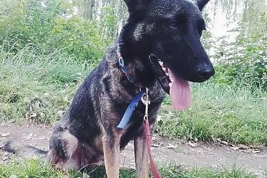 Rita &#8211; młodziak do adopcji,  śląskie Sos