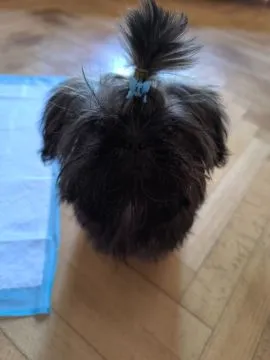 Shih tzu 4 miesięczny będzie drobniutki do 3 kg rodowód, , Poznań