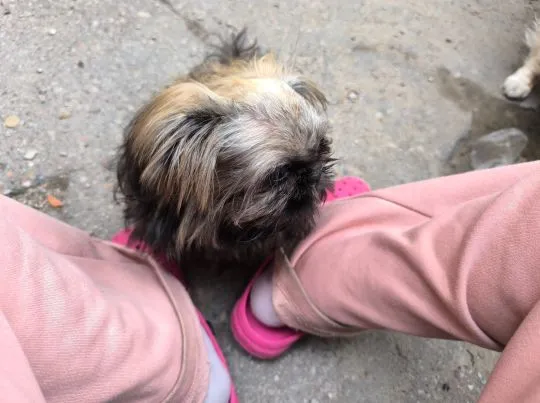 Shih tzu 4 miesięczny będzie drobniutki do 3 kg rodowód, , Poznań