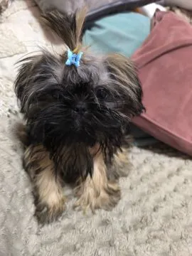 Shih tzu 4 miesięczny będzie drobniutki do 3 kg rodowód, , Poznań