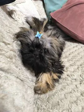 Shih tzu 4 miesięczny będzie drobniutki do 3 kg rodowód