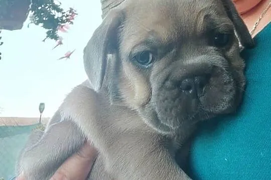 Buldog francuski  blu niebieski kolor samiec