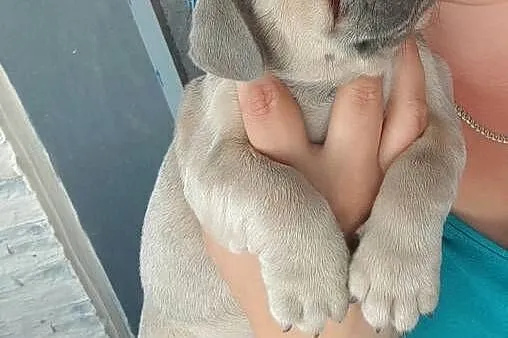 Buldog francuski  blu niebieski kolor samiec, Mazowieckie, Słubice
