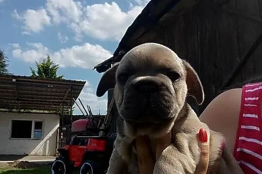 Buldog francuski  blu niebieski kolor samiec, Mazowieckie, Słubice