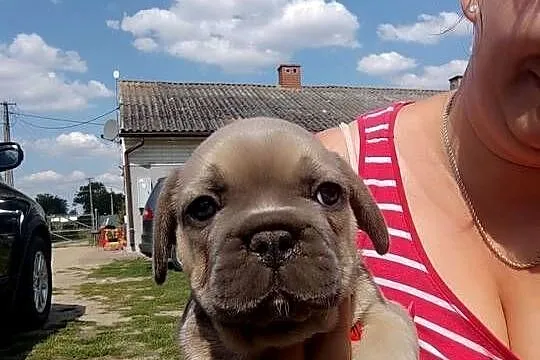 Buldog francuski  blu niebieski kolor samiec, Mazowieckie, Słubice