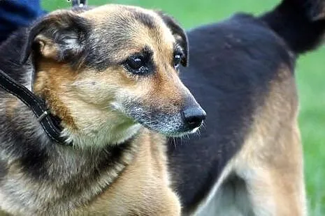 POLDUŚ szuka nowego domu,  Kundelki cała Polska