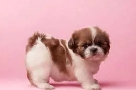 Mini Suczka Shihtzu do rezerwacji!