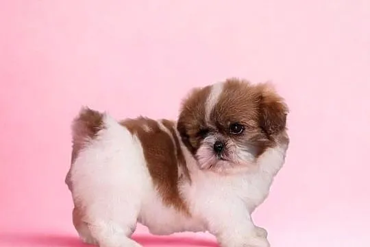 Mini Suczka Shihtzu do rezerwacji!, Wielkopolskie, Poznań