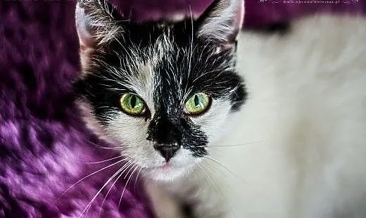 Ohio - roczna ROZMRUCZANA kotka do adopcji, święt