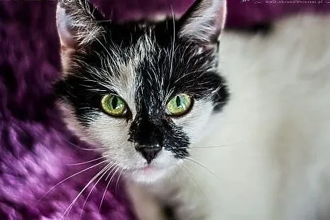 Ohio - roczna ROZMRUCZANA kotka do adopcji,  święt