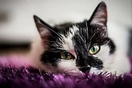 Ohio - roczna ROZMRUCZANA kotka do adopcji,  święt