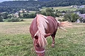 Kucyk klacz
