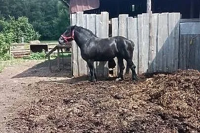 Sprzedam klacz zimnokwista, Mazowieckie, Gąbin