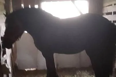 Sprzedam klacz zimnokwista, Mazowieckie, Gąbin