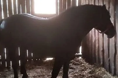 Sprzedam klacz zimnokwista, Mazowieckie, Gąbin