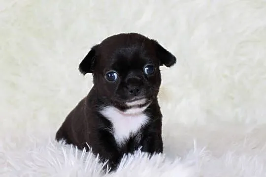 Chihuahua krótkowłosy chłopiec ZKwP FCI! Prawdziwy rodowód, Zachodniopomorskie, Świnoujście