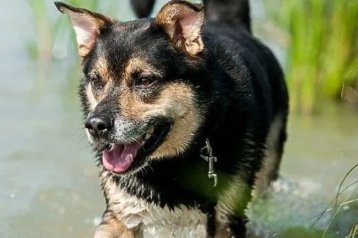 Cudny bercik czeka na troskliwy dom,  śląskie Rybn