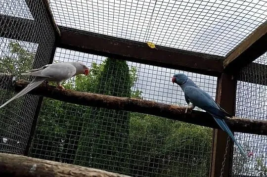Aleksandretty obrozne para, Pomorskie, Prabuty