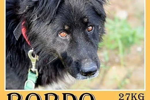 27kg,przyjazny,towarzyski pies długowłosy BORDO.Adopcja,  dolnośląskie Wrocław