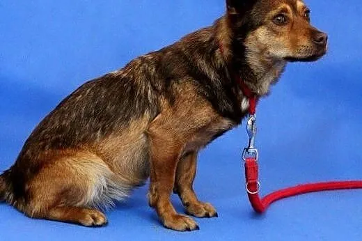 Bella- suczka która czeka na Twoją miłość,  mazowi