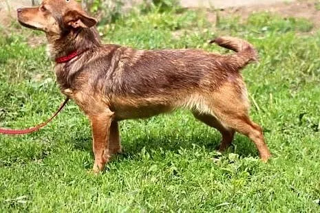 Bella- suczka która czeka na Twoją miłość,  mazowi