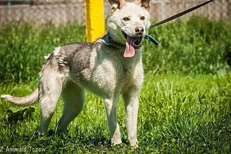 OTOZ Animals - Szarlotka - cudowna suczka uratowan
