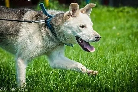 OTOZ Animals - Szarlotka - cudowna suczka uratowan