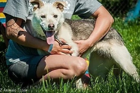 OTOZ Animals - Szarlotka - cudowna suczka uratowan