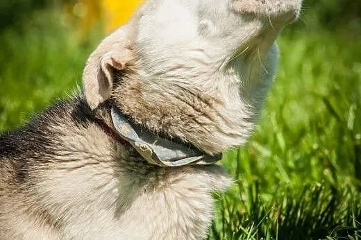 OTOZ Animals - Szarlotka - cudowna suczka uratowan
