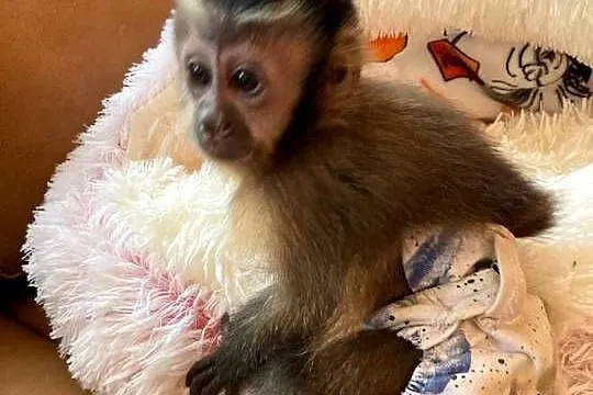 Kapucynka samiec, Lubuskie, Krosno Odrzańskie
