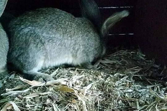 Belg olbrzym samce i samice, Świętokrzyskie, Pacanów