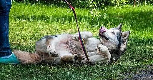 LUKA - przyjecielska suczka alaskan malamute ADOPC