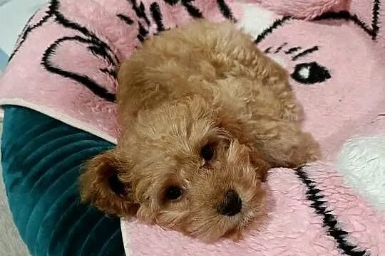 Sunia Cavapoo