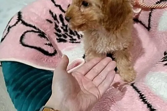 Sunia Cavapoo, Śląskie, Lubliniec