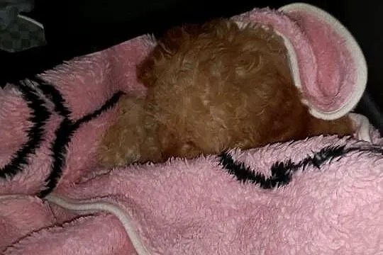 Sunia Cavapoo, Śląskie, Lubliniec