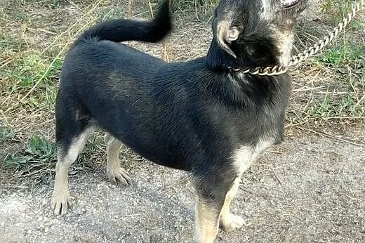 Malutka FIONKA szuka domu,  Kundelki cała Polska