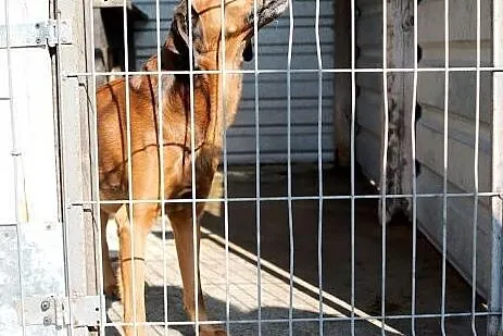 Odi - śliczny psiak do pokochania,  śląskie Katowi