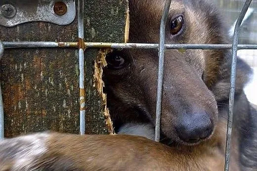 Misio kocha człowieka ponad życie - cierpi za krat