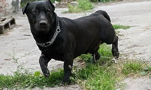 Nero uratowany przed eutanazją czeka na dobry dom,