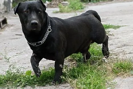 Nero uratowany przed eutanazją czeka na dobry dom,