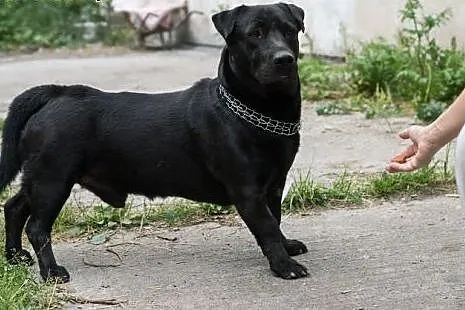 Nero uratowany przed eutanazją czeka na dobry dom,